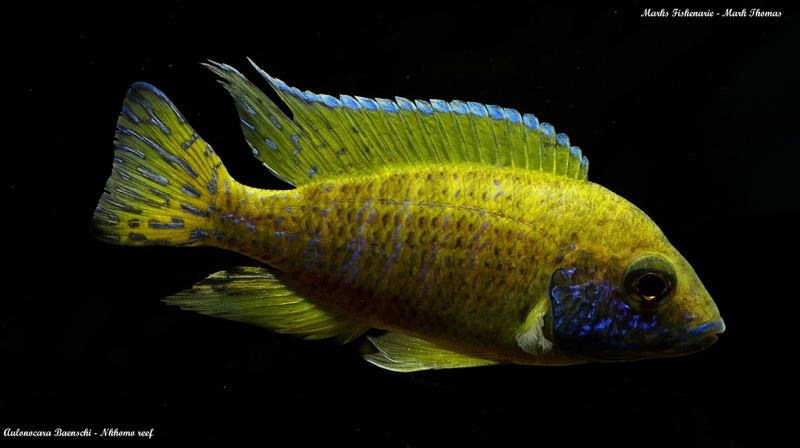 Aulonocara baenschi 'Nkhomo Reef'